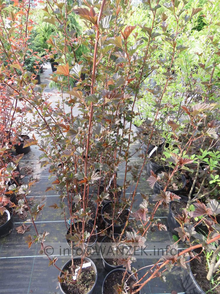 Physocarpus opulifolius Red Baron 01.JPG